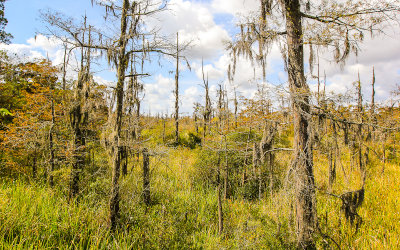 Trees covered in moss in the Blue Elbow Swamp