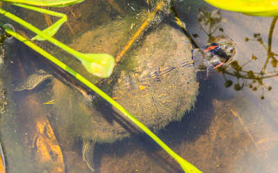 Spiny Softshell Turtle in the Blue Elbow Swamp