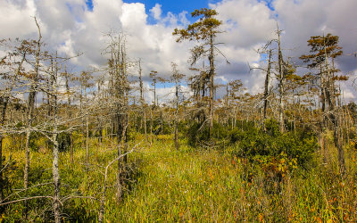 Clouds over the Blue Elbow Swamp