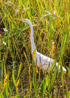 Egret in the Blue Elbow Swamp