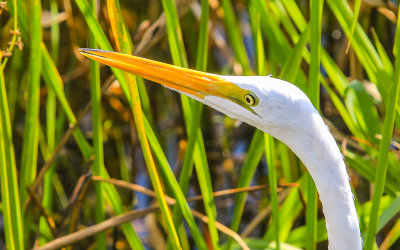 Close up of an egret in the Blue Elbow Swamp