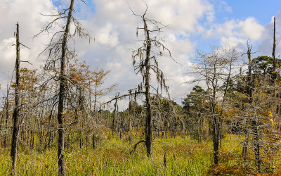 Moss covered trees in the Blue Elbow Swamp