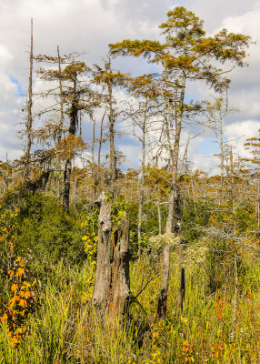 View across the Blue Elbow Swamp