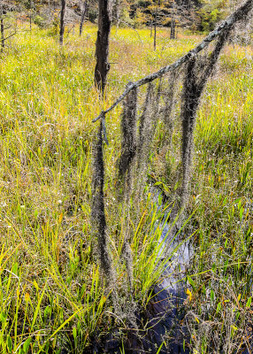 Moss hanging from a tree branch in the Blue Elbow Swamp