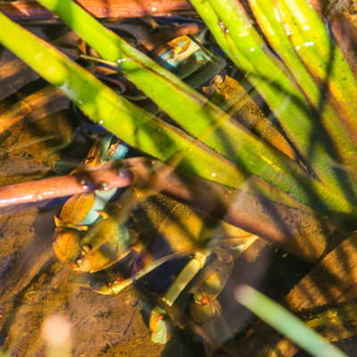 A blue crab in the Blue Elbow Swamp