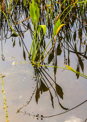 Plants reflected in the Blue Elbow Swamp