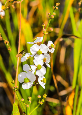 Moth and a spider on flowers in the Blue Elbow Swamp