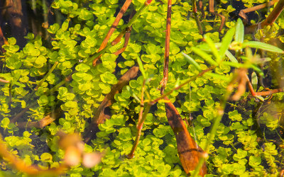 Water plants in the Blue Elbow Swamp
