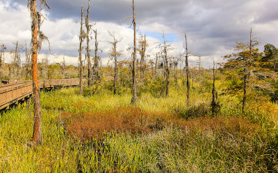 Boardwalk through the Blue Elbow Swamp
