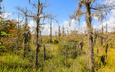 Blue Elbow Swamp  Texas