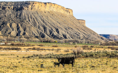 Cows and butte outside of Yucca House National Monument on US 491 south of Cortez New Mexico