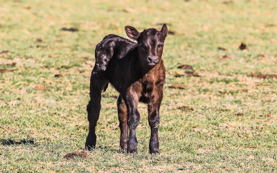 Calf on the ranch next to Yucca House National Monument on US 491 south of Cortez New Mexico