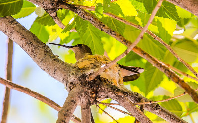 Hummingbird on its nest above my RV at the Cedar Creek RV Park in Montrose Colorado