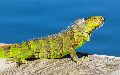 Iguana on the dock on Marathon in the Florida Keys