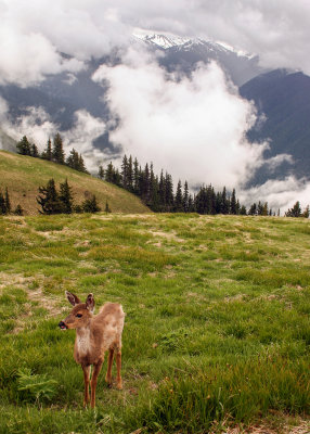 Hurricane Ridge - Olympic National Park WA