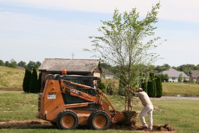 July 2009 - 1 of 3 River Birch going in