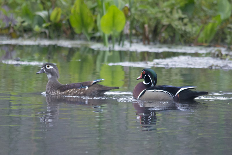 Wood Ducks