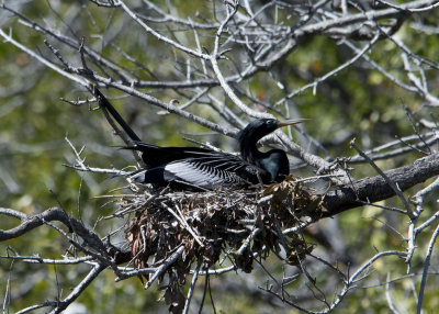Male Anhinga on nest