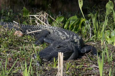 American Alligator