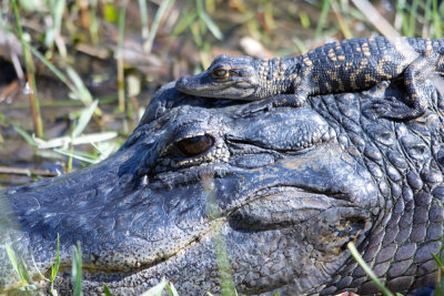 American Alligator with young