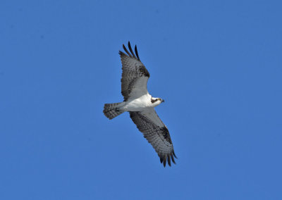 Osprey