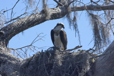 Osprey