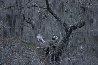 Osprey on nest
