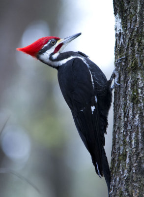 Woodpeckers and Kingfishers