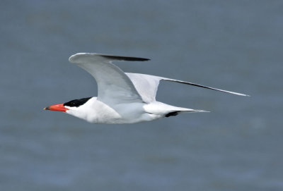 Caspian Tern