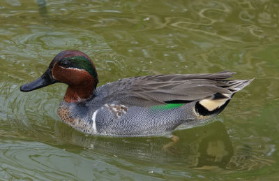 DSC_6668.jpeg.jpg