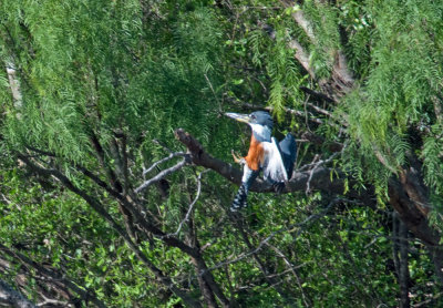 Ringed Kingfisher