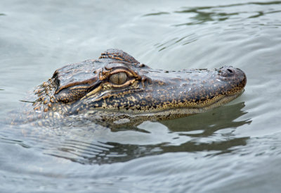 American Alligator