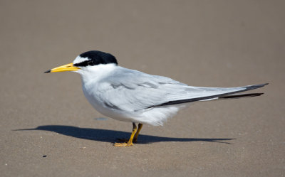 Least Tern