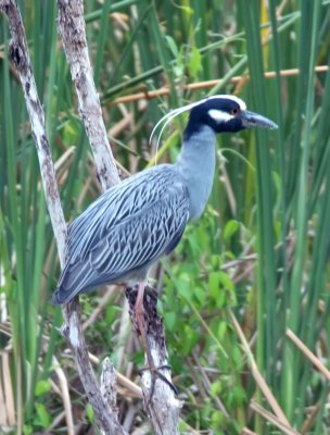 Yellow-crowned Night Heron