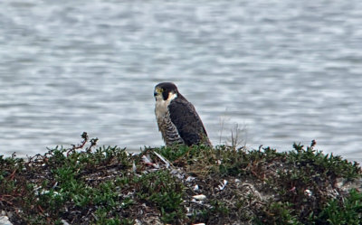 Peregrine Falcon
