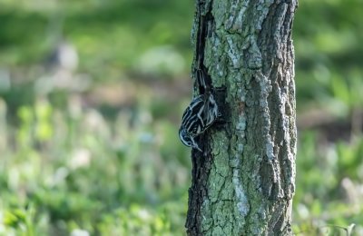 Black and White Warbler