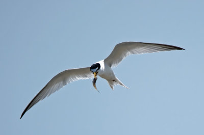 Least Tern with fish