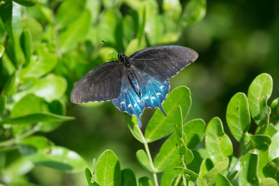 Pipevine Swallowtail