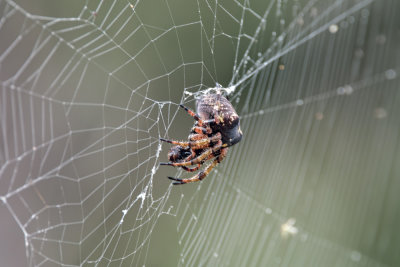 Other Insects