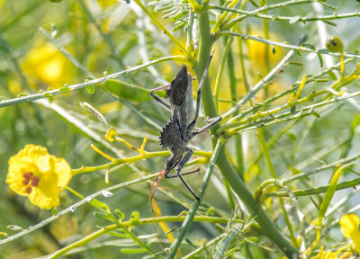 Wheel Bug