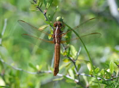 Neon Skimmer (female)