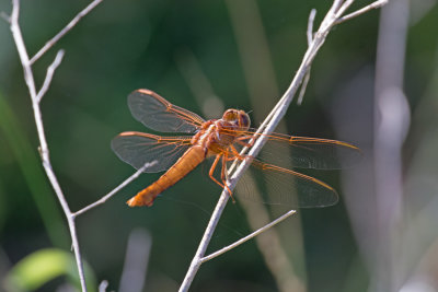 Neon Skimmer (female)