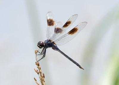 Four-spotted Pennant