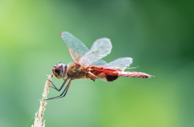 Red Saddlebags