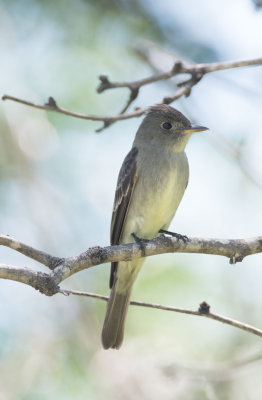 Eastern Wood-pewee