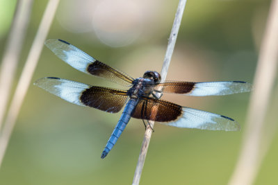 Widow Skimmer