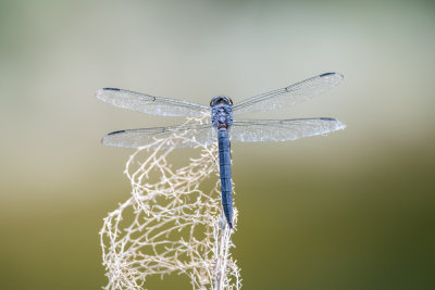 Slaty Skimmer