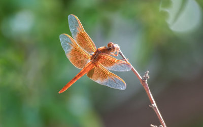 Flame Skimmer