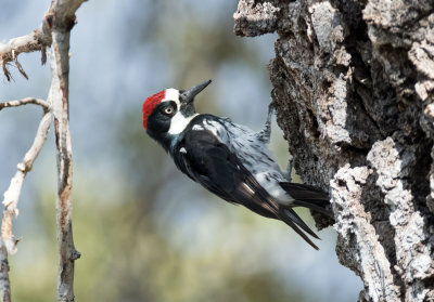 Acorn Woodpecker