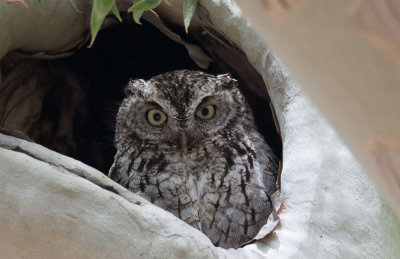 Whiskered Screech Owl